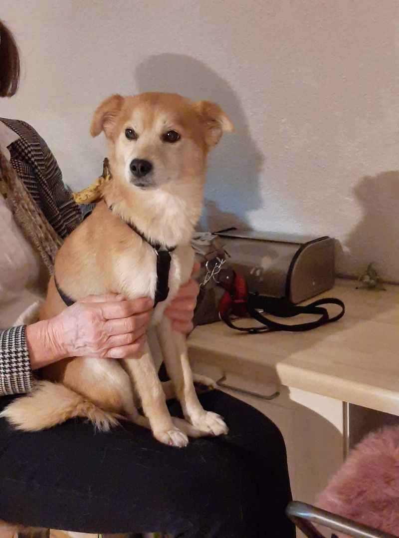 Centrul de adopții canine Craiova
