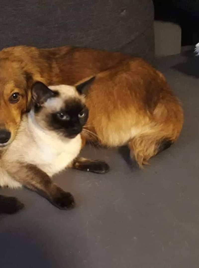 Centrul de adopții canine Craiova