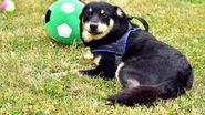 Centrul de Adopții Canine Craiova