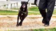 Centrul de Adopții Canine Craiova