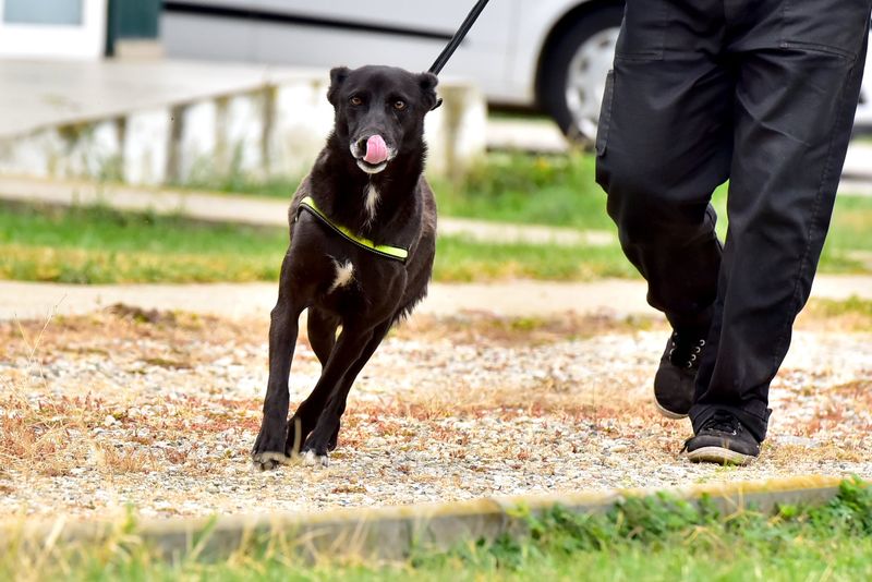 Centrul de Adopții Canine Craiova