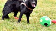 Centrul de Adopții Canine Craiova