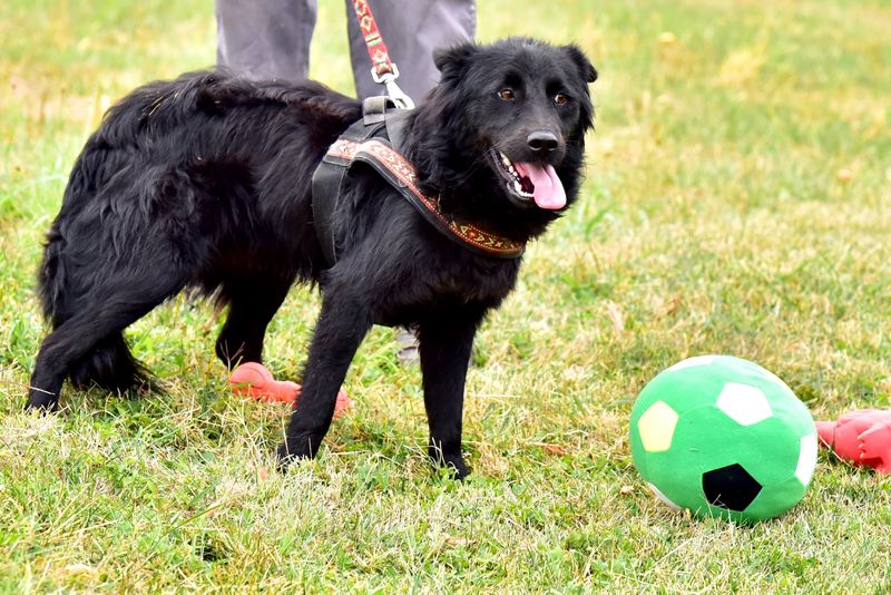 Centrul de Adopții Canine Craiova