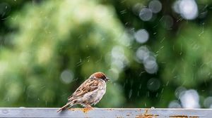Prognoza meteo ANM, 16 - 18 martie 2022. Cum va fi vremea în țară în următoarele 3 zile
