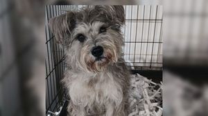Cățelușa Tessy  Povestea impresionantă a cățelușei Tessy, animalul de companie al unei familii din Ucraina! Mai multe persoane își doresc să o adopte