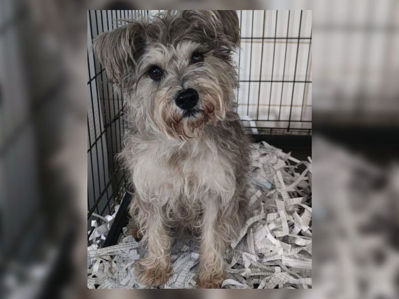 Cățelușa Tessy Povestea impresionantă a cățelușei Tessy, animalul de companie al unei familii din Ucraina! Mai multe persoane își doresc să o adopte