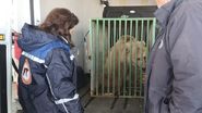 Cum și-a găsit Masha, ursoaica salvată din calea războiului, refugiul în România