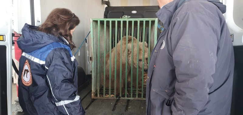 Cum și-a găsit Masha, ursoaica salvată din calea războiului, refugiul în România