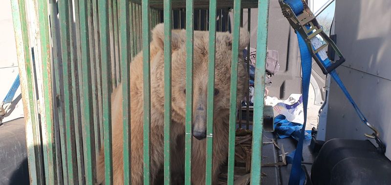 Cum și-a găsit Masha, ursoaica salvată din calea războiului, refugiul în România
