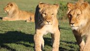 Lionel de Lange, activist de mediu din Africa de Sud și fondator al Fundației Warriors of Wildlife Ukraine, le-a povestit jurnaliștilor WOWbiz cum salvează animalele dintre bombardamente în Ucraina