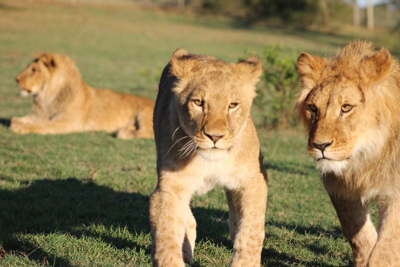 Lionel de Lange, activist de mediu din Africa de Sud și fondator al Fundației Warriors of Wildlife Ukraine, le-a povestit jurnaliștilor WOWbiz cum salvează animalele dintre bombardamente în Ucraina
