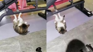 Pisica surprinsă în sala de fitness în timp ce făcea abdomene. Imaginile sunt memorabile „Pisica asta a crescut în sala de fitness”