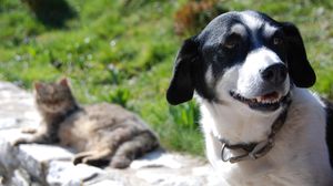 S-au majorat pedepsele pentru cei care ucid sau schingiuiesc animalele