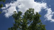 Prognoza meteo ANM, 2 - 22 mai 2022. Cum va fi vremea în luna mai 2022. Ultima lună de primăvară aduce zile calde și ploi