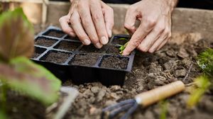Ce greșeli să nu faci atunci când plantezi semințele pentru răsaduri