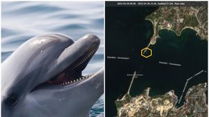 Rusia antrenează delfini pentru război