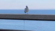 "Gata, mergem acasă! S-au terminat banii!" Ce-a putut să pățească Liviu Vârciu după ce s-a cazat cu soția la un hotel scump din Monaco. Scene de cascadorii râsului