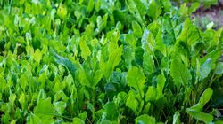 Mâncare de spanac. Ce ingredient trebuie neapărat să folosești pentru a da savoare preparatului