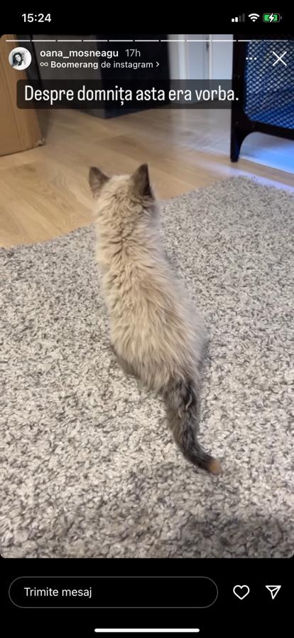 Oana Moșneagu și Vlad Gherman nu mai locuiesc singuri! Cine a venit în apartamentul lor „Ați văzut ceva”