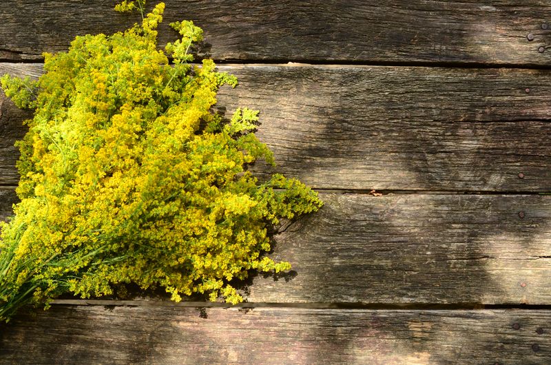 Tradiții de Sânziene 