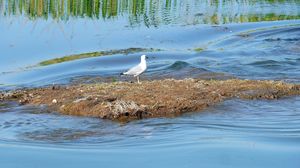 A doua Delta Dunării din România. Un colț de natură încă neexplorat de turiști