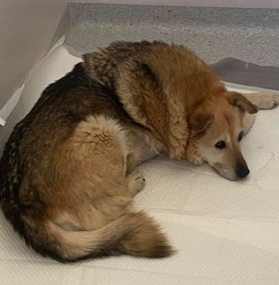 Daniel Buzdugan a aflat că bunica lui a murit, &icirc;n timp ce se afla la radio: &bdquo;Nu mai este&rdquo;