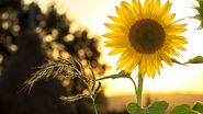 floare soarelui canicula