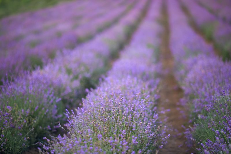 Cele mai frumoase câmpuri de lavandă din România. Aici poți face cele mai instagramabile poze