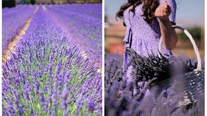 lanuri de lavanda
