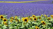 lan de lavanda si floarea soarelui