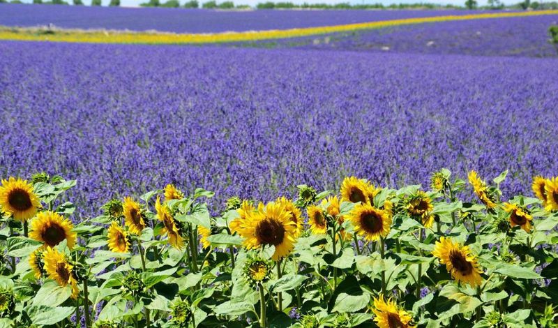 lan de lavanda si floarea soarelui