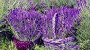 cos cu lavanda