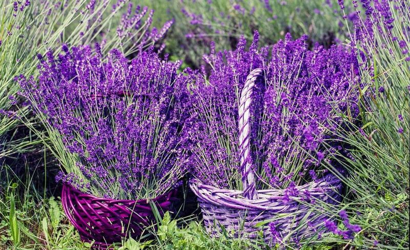 cos cu lavanda
