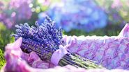 lavanda