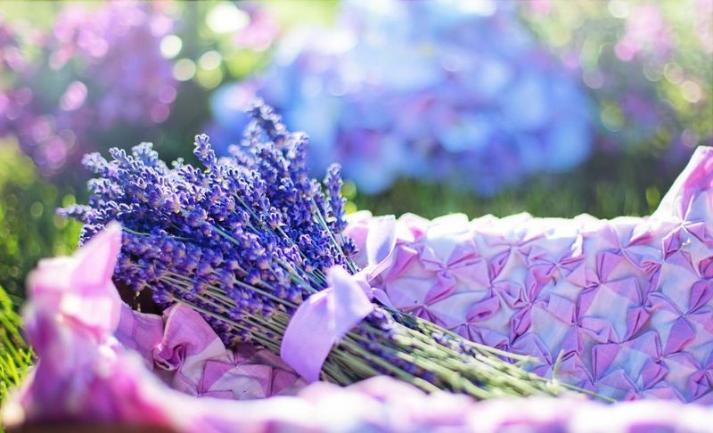 lavanda