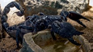 lucruri interesante zodia scorpion