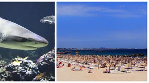 Există sau nu rechini în Marea Neagră? Iată care sunt locurile la care trebuie să ai grijă dacă pleci în vacanță