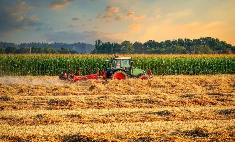 agricultura recolta grau porumb