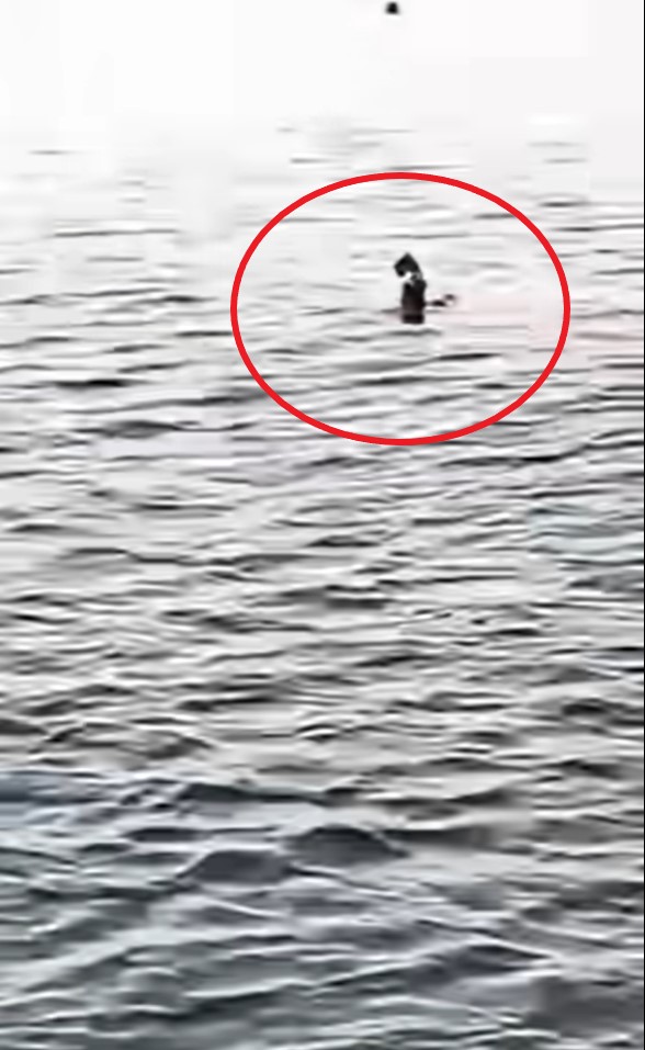 Momentul &icirc;n care turista austriacă este atacată de rechin 