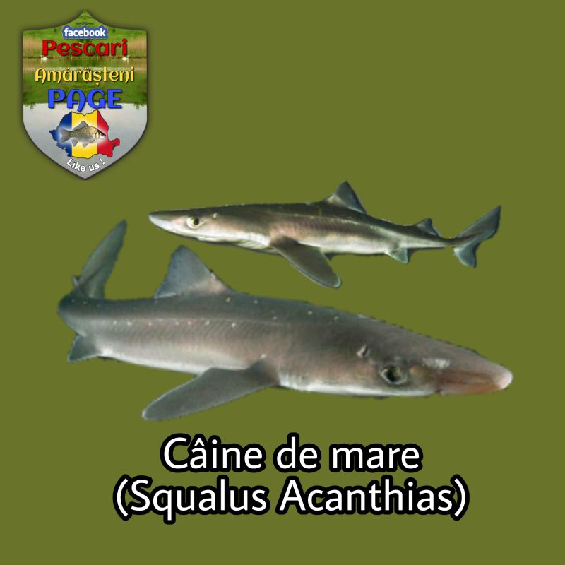 Rechin, caine de mare