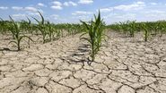 „De trei ori subvenții” pentru fermierii români. Cum salvează agricultorii de secetă