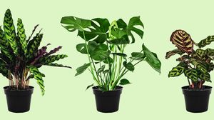 Zece flori și plante de apartament care se potrivesc în cameră