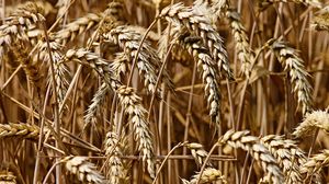 grau, recolta grau, preturi mari grau