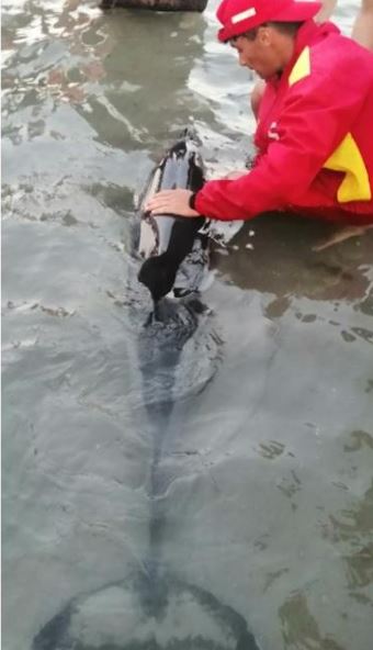 Salvamarii și pompierii au salvat un pui de delfin, pe o plajă din Mamaia! Imagini inedite de la intervenția specială