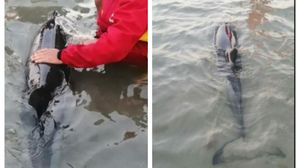 Salvamarii și pompierii au salvat un pui de delfin, pe o plajă din Mamaia! Imagini inedite de la intervenția specială