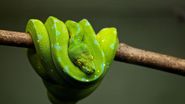 muscatura de sarpe