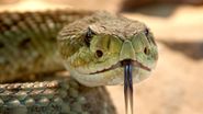muscatura de sarpe