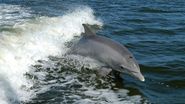 delfini 