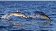 delfini inotand