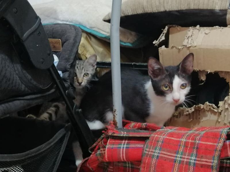 bunicul pisicilor, batran care are grija de pisici